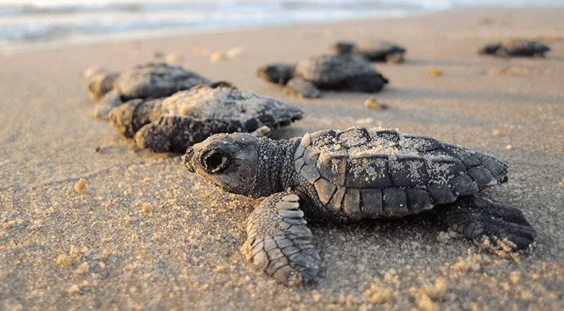Help Save Baby Sea Turtles, Online Sales, Theo The Turtle,