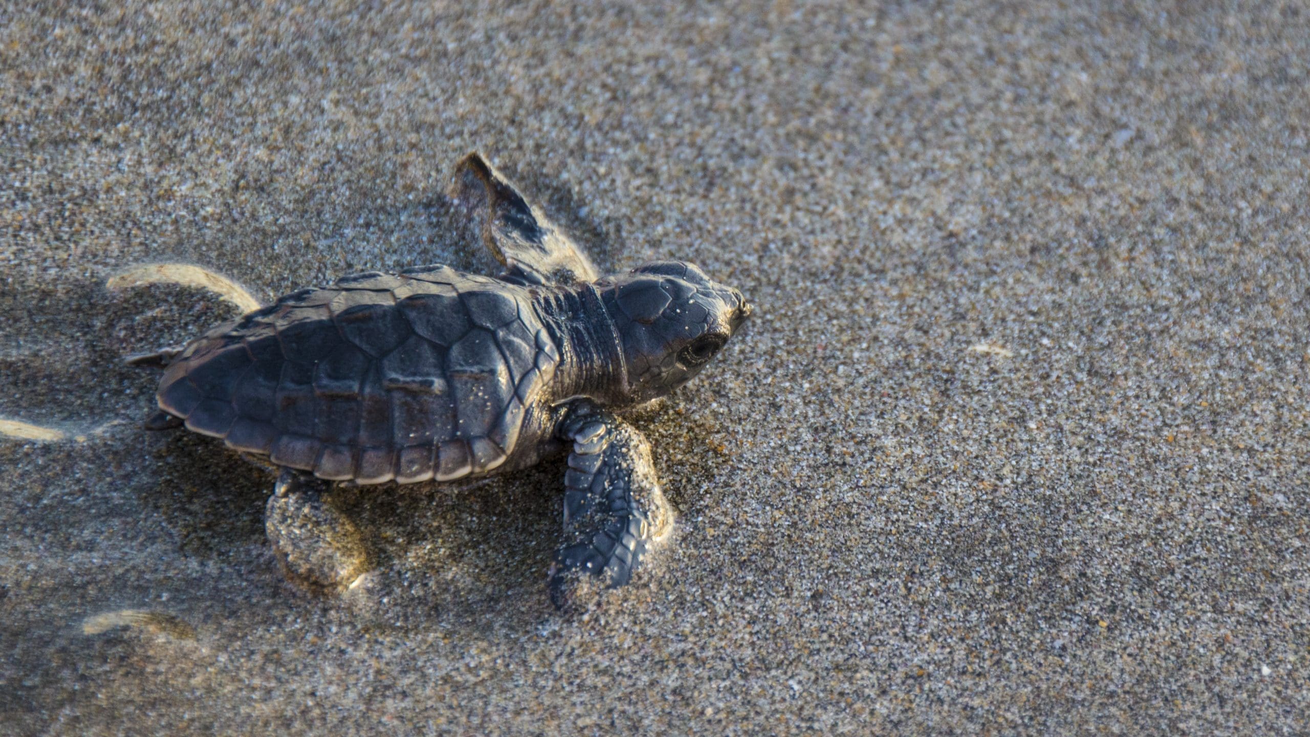 Sea turtle conservation, sea turtle awareness, beach conservation, eco friendly education,